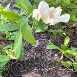 Lathyrus lanszwertii Flower