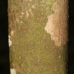 Oxandra asbeckii Corteza