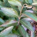 Viburnum nudum Leaf