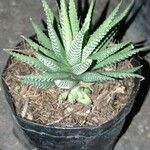 Haworthia attenuataΣυνήθη χαρακτηριστικά