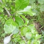 Gardenia ternifolia Leaf