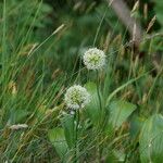 Allium victorialis Fiore