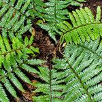 Polystichum braunii Vekstform