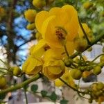 Cassia occidentalis Flor