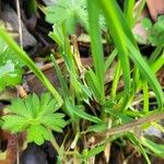 Geranium carolinianum Fuelha