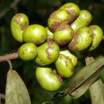 Xylopia sericea Fruit