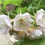 Dombeya burgessiae Цвят