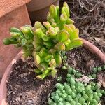 Crassula ovata পাতা