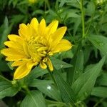 Rudbeckia laciniataFlower