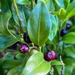 Sarcococca hookeriana Fruit