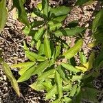 Glycosmis parviflora Leaf