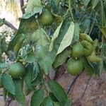 Citrus × aurantiifolia Fruit