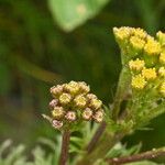 Jacobaea adonidifolia Floro