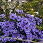 Symphyotrichum laeve Цвят