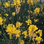 Genista radiata 形态