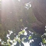 Celtis bungeana Leaf