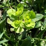 Euphorbia helioscopia Blad