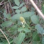 Rubus fraxinifolius Fruto