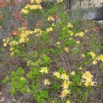 Rhododendron luteum عادت داشتن