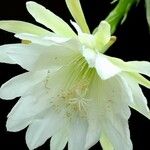 Epiphyllum spp. फूल