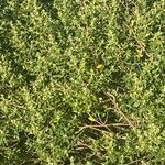 Baccharis dracunculifolia Frunză