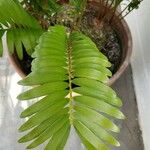 Zamia pumila Lapas