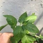 Capsicum chinense Leaf