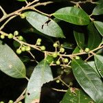 Naucleopsis capirensis Hoja