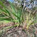 Dianella ensifolia Leaf