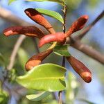 Xylopia katangensis Fruto