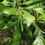 Grevillea hilliana