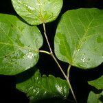 Colubrina elliptica Leaf