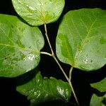 Colubrina elliptica Blad