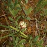Triantha glutinosa Цвят