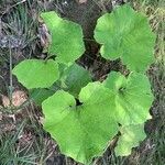 Petasites hybridus Leaf