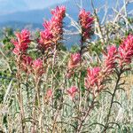 Castilleja linariifolia Habit