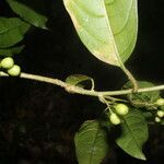 Cestrum microcalyx Ffrwyth