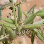 Astragalus akkensis