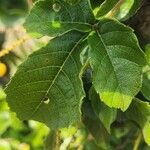 Allophylus rubifolius Leaf