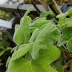 Pelargonium tomentosum Blad