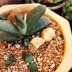 Gasteria glomerata Hoja