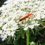 Daucus carota Květ