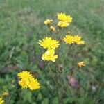 Crepis capillarisFlower