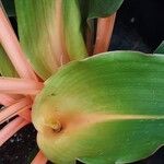 Chlorophytum orchidastrum Other