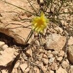 Scorzonera aristata Flower