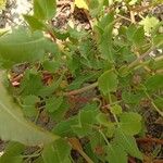 Rumex roseus Hoja