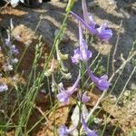 Delphinium gracile Blüte