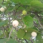 Ziziphus rivularis Fruit