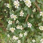 Cotoneaster dammeri Blüte