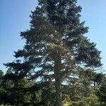 Abies alba Συνήθη χαρακτηριστικά